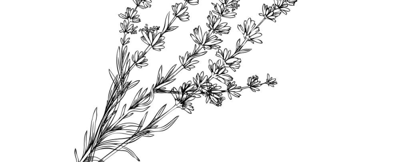 Le restaurant - La Trattoria Monticelli - Marseille - restaurant marseille 13008